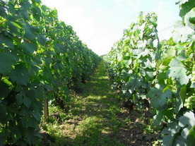 Couvert végétal - tonte - champagne 2009